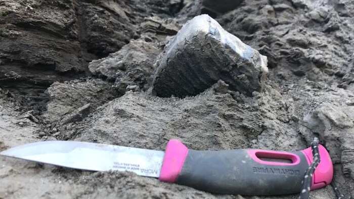 Une dent de mammouth laineux dans la roche à coté d'un couteau.
