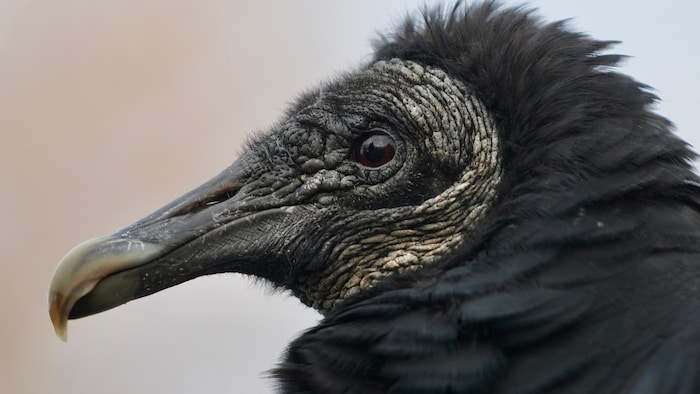 La tête d'un urubu noir.