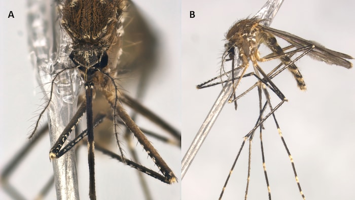 Photo sous microscope d'un maringouin avec annotations de recherche.