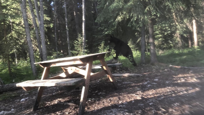 L'ourse est à proximité d'une table de pique-nique.