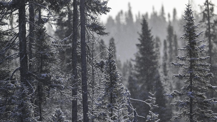 Une forêt de conifères.