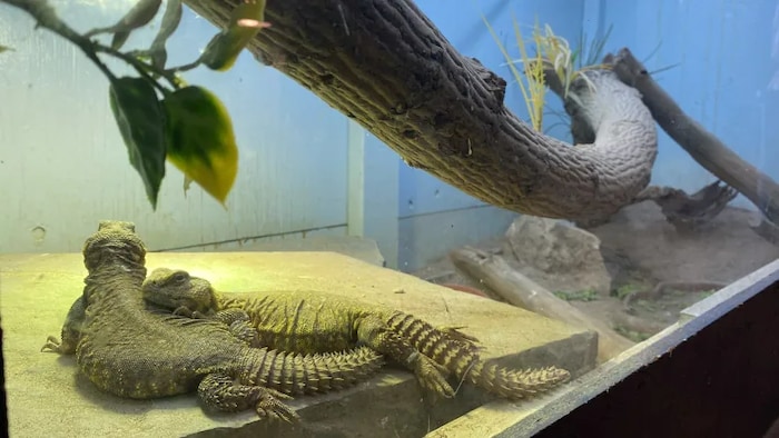 Des reptiles en captivité.