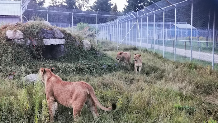 Les trois lions sont dans l'enclos.