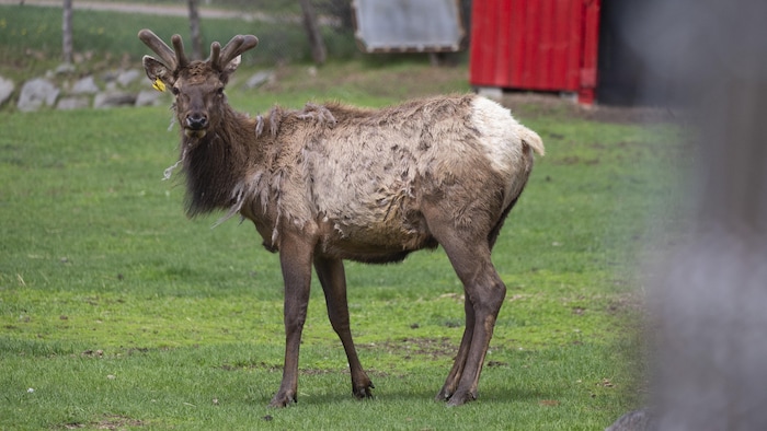 Cruauté animale : environ 200 animaux du Zoo de Saint-Édouard à