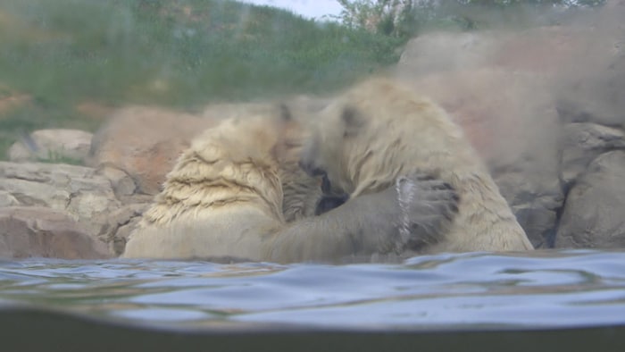 Deux ours polaires se baignent dans l'eau.