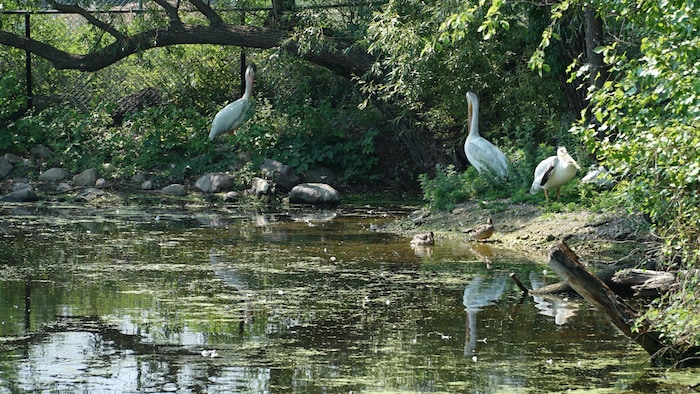 Trois pélicans et deux canards sur le bord d'un étang.