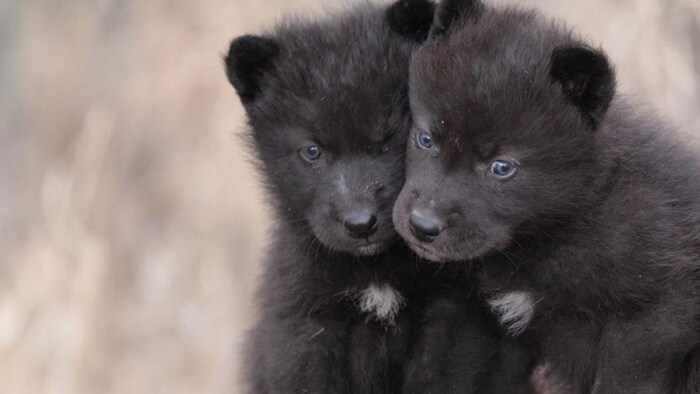 Deux bébés loups gris.