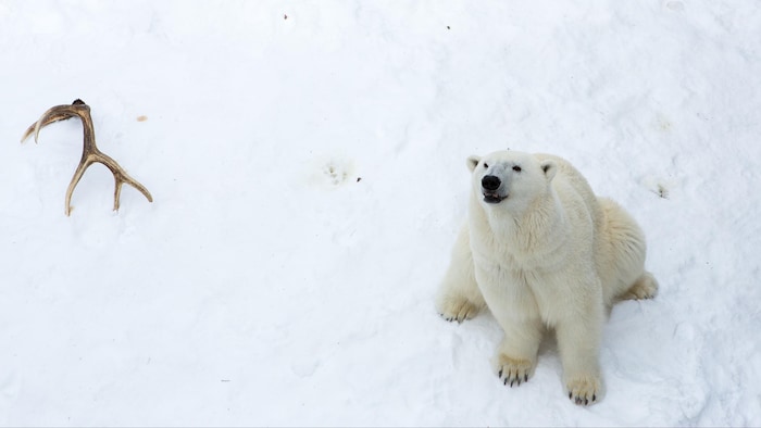 Un ours polaire dans la neige.