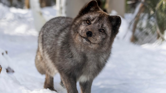Un renard arctique au pelage gris.