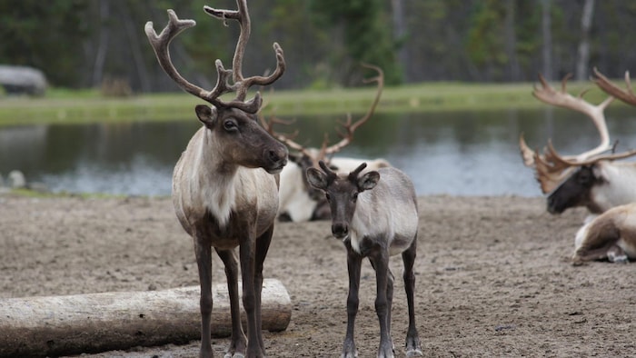 Plusieurs caribous, dont un juvénile, se tiennent près d'un point d'eau.