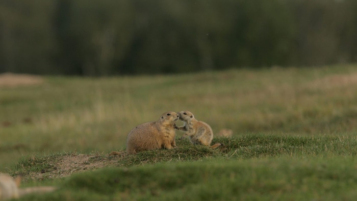 Deux chiens de prairie dans une clairière.