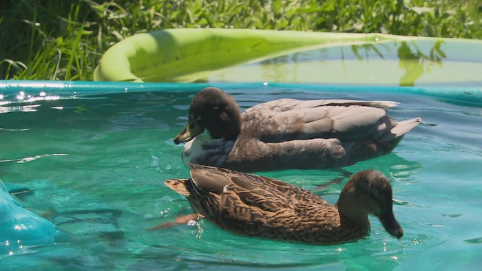 Deux canards dans un bassin. 
