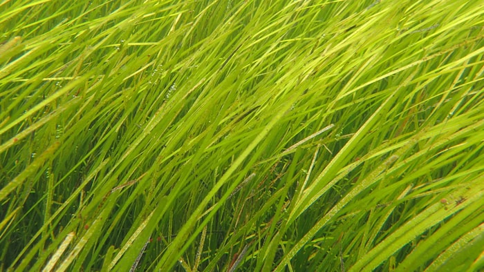 De hautes herbes marines.