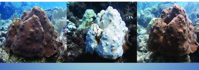 Un corail étoilé de Sainte-Croix dans les îles Vierges américaines.