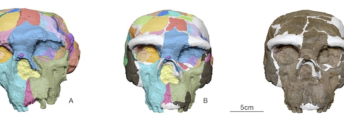 Le processus de reconstruction numérique utilisé sur un crâne humain archaïque, appelé Yunxian 2.
