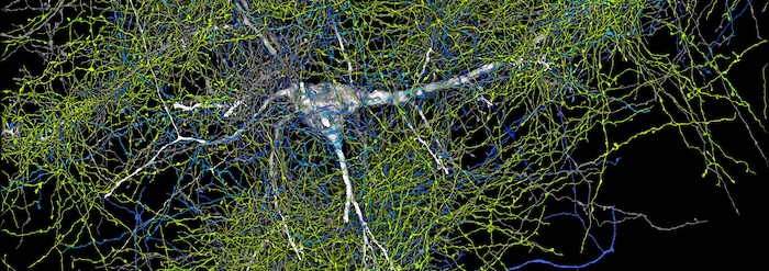 Un neurone.