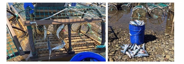 Des casiers de homards avec des poissons à l'intérieur.