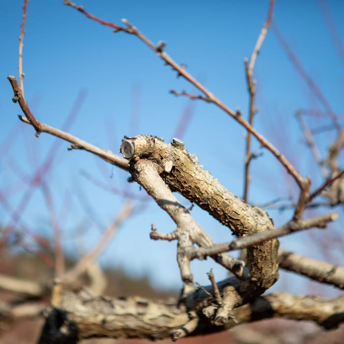 Une branche d'un arbre fruitier dans la vallée de l'Okanagan, en Colombie-Britannique, pendant l'hiver 2025.
