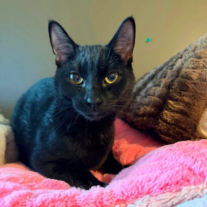 Un chat noir couché sur une couverture.