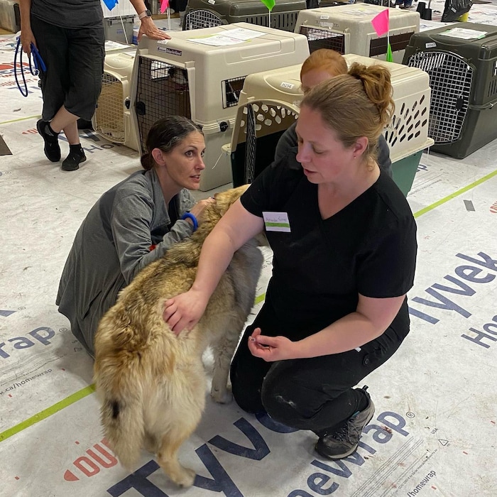 Des femmes s'occupent d'un chien.