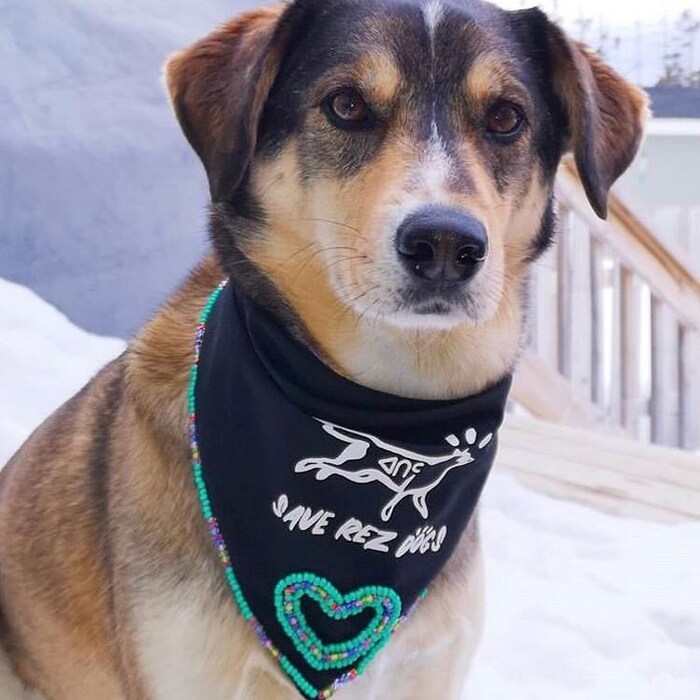Un chien qui porte un petit foulard au nom de l'association Save the rez dogs.