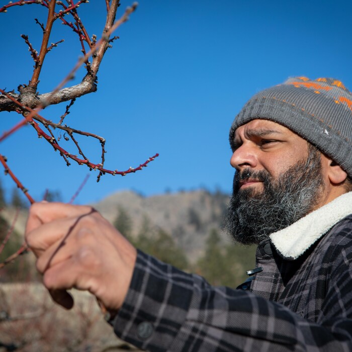 Deep Brar en train de vérifier une branche bourgeonnante d'un arbre en hiver, dans la vallée de l'Okanagan.