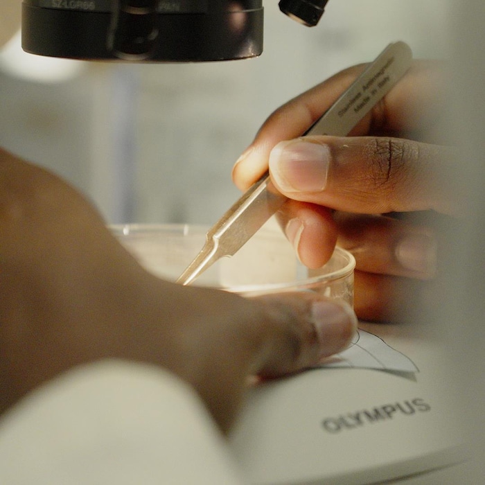 Des mains tenant un vase de pétri et des pinces de précision sous la lumière d'un microscope.