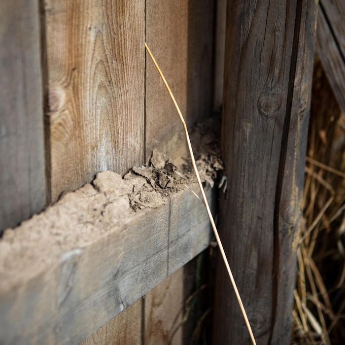 Des sédiments sur une clôtures.