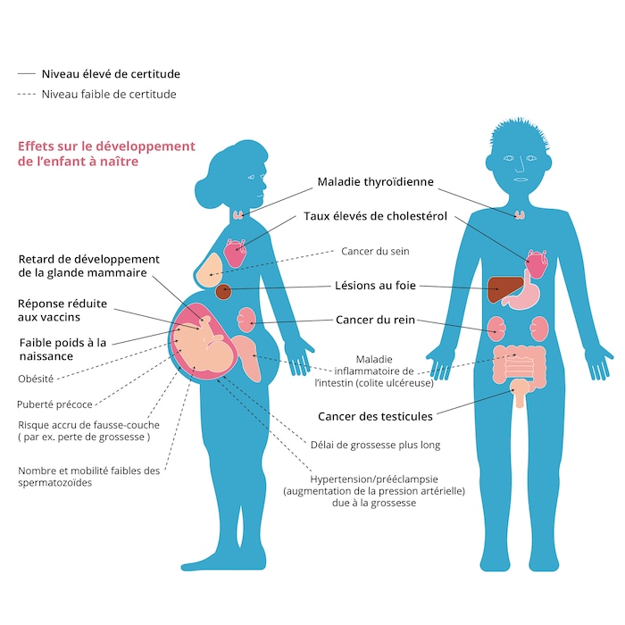 Une infographie des effets des substances perfluoroalkyliques et polyfluoroalkyliques sur la santé, y compris des maladies thyroïdiennes, des cancers du rein et des lésions au foie.