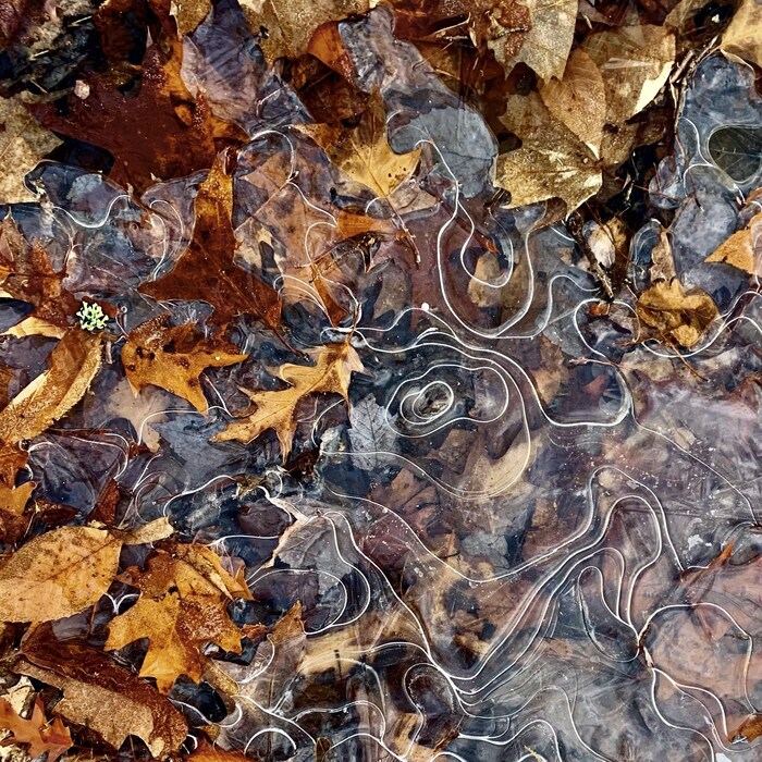 Des feuilles mortes apparaissent sous de la glace. 