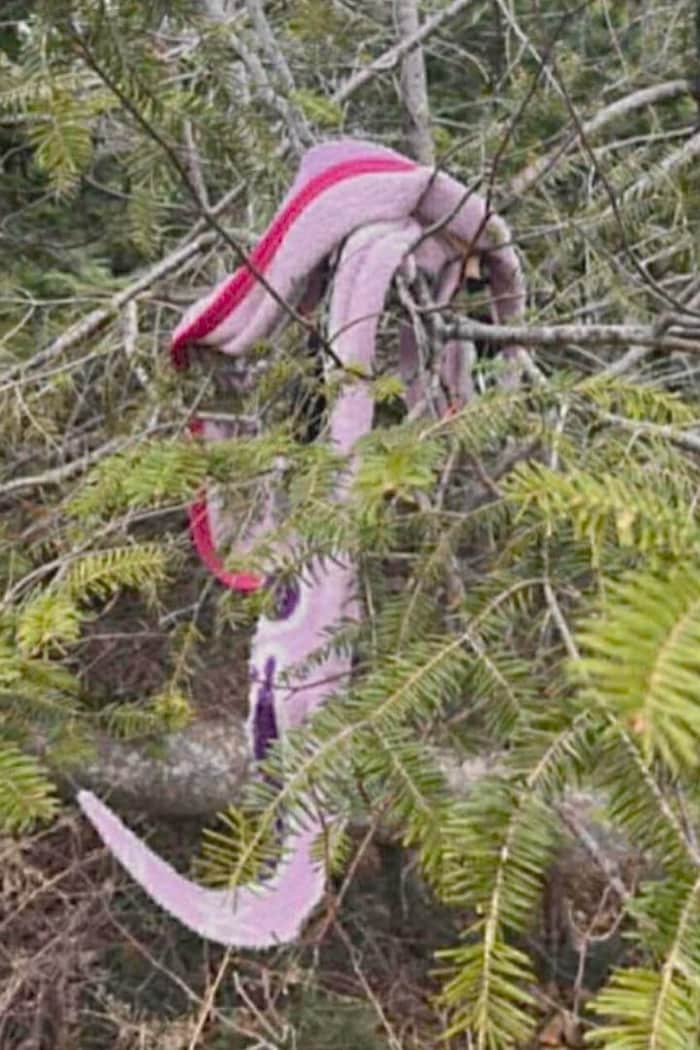Photo d'un bout de couverture rose pâle avec une ligne rose foncé accrochée dans un sapin.