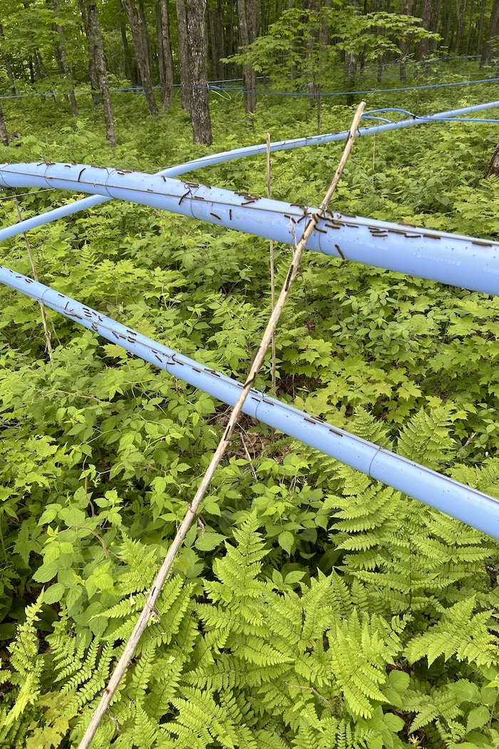 Des chenilles se promènent sur un tuyau d'érablière.