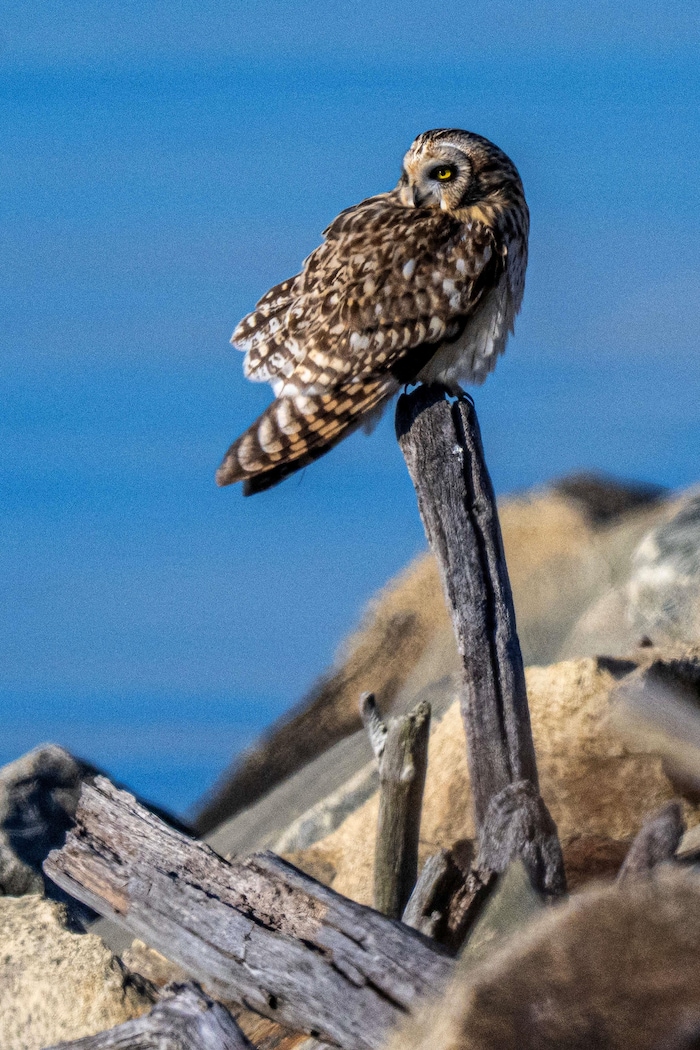 Un hibou perché sur un bout de bois, sur la grève.