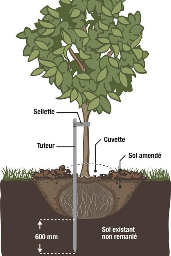 Une infographie des conseils pour planter un arbre.