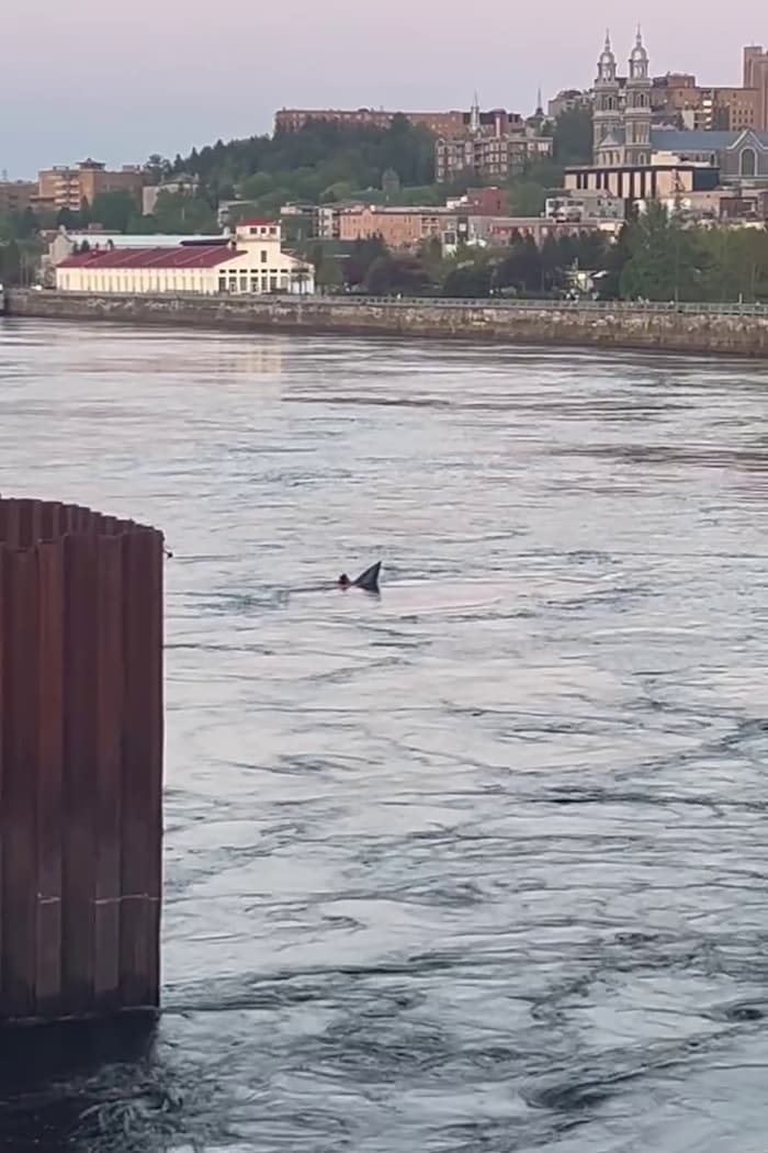 Un kayakiste en mauvaise posture dans la rivière Saguenay