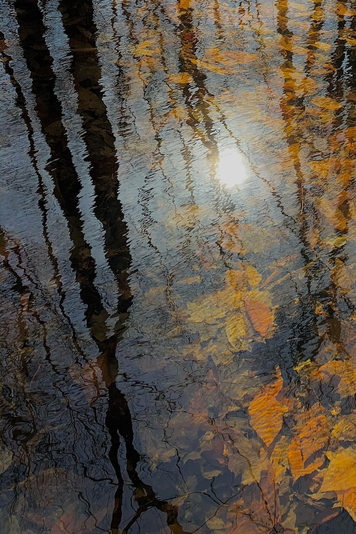 Des feuilles mortes apparaissens sous la surface de l'eau, tandis que des arbres se reflètent à la surface.