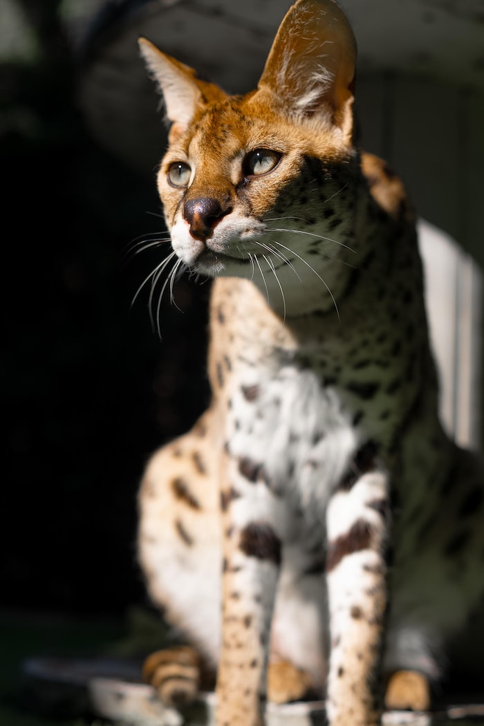 Un serval.