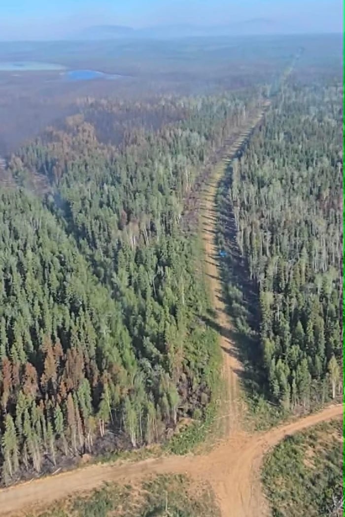 Vue aérienne de chemins tracés au milieu d'une forêt.
