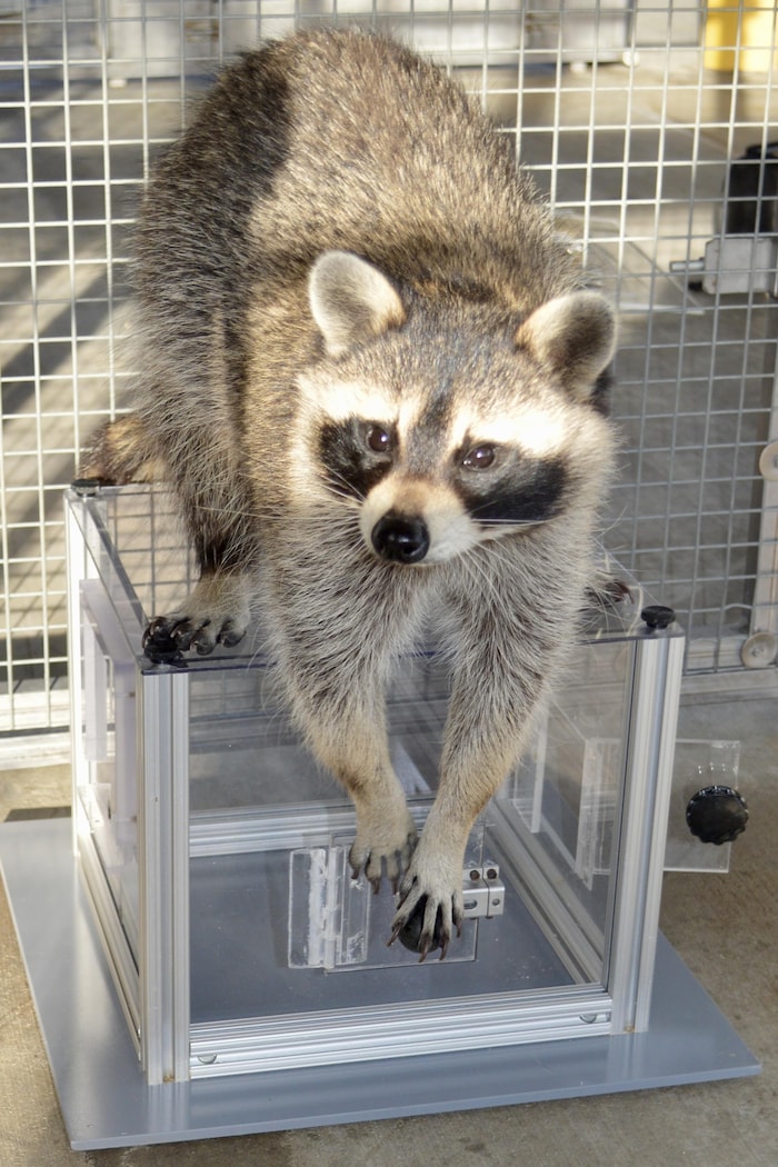 Un raton laveur interagit avec une boîte casse-tête.