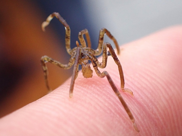 Un tout petit pycnogonide.