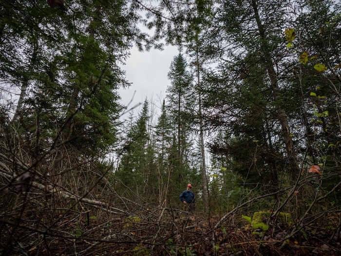 Un homme dans la forêt.