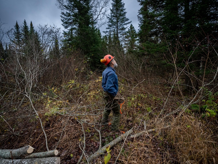 Un travailleur forestier.