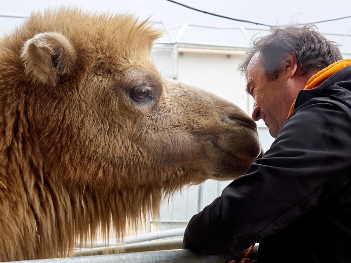 Animaux sauvages dans les cirques : Sans animaux, c'est voué à la  catastrophe