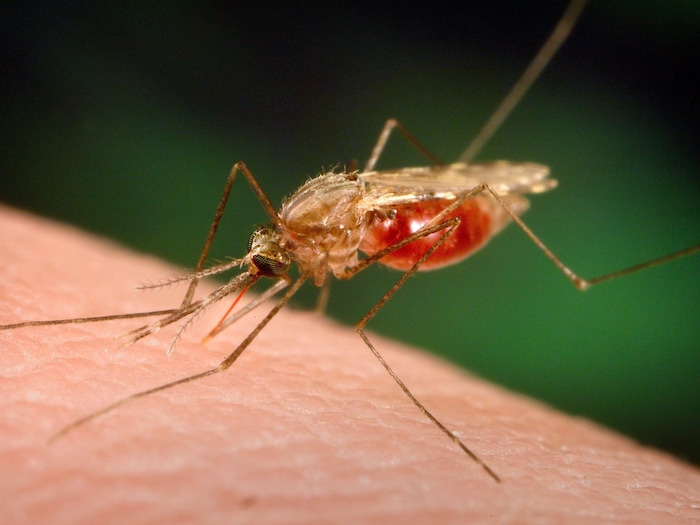 Un moustique à l'abdomen gorgé de sang pique une peau humaine.