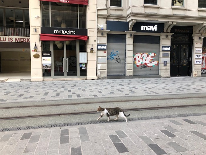 Un chat marche dans une rue déserte à Istanbul.