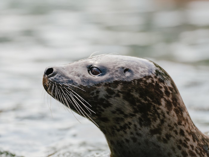Un phoque dans l'eau.