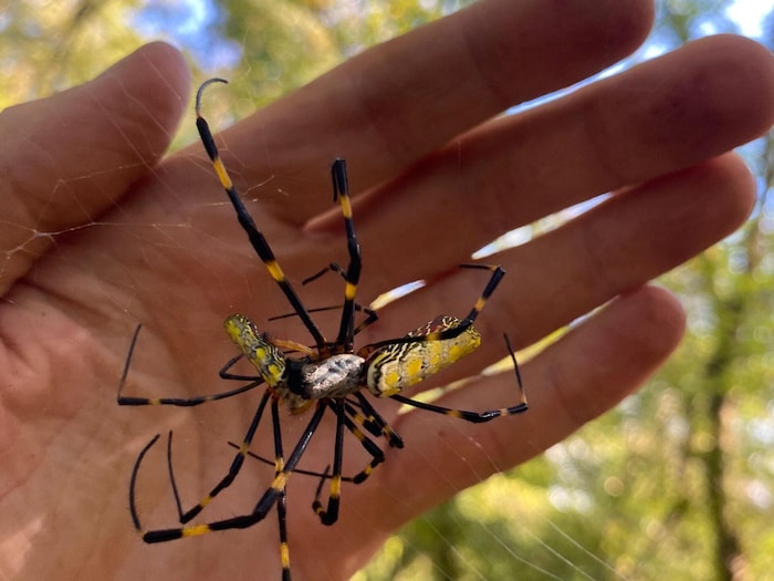 Une araignée Joro dans une main.
