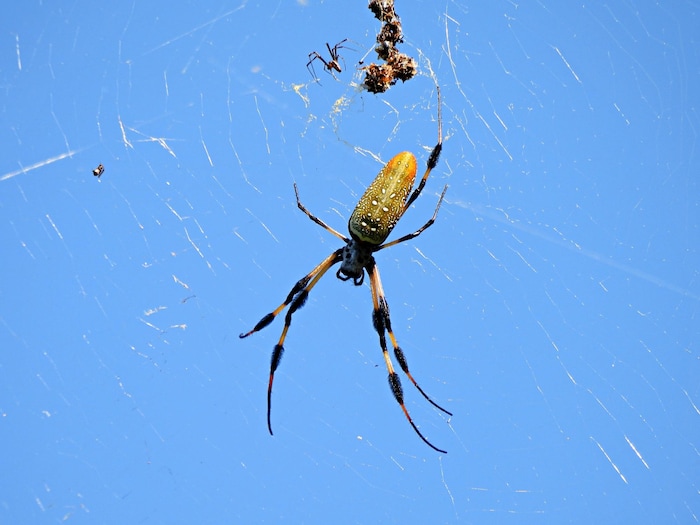 Une araignée Trichonephila clavipes dans sa toile.