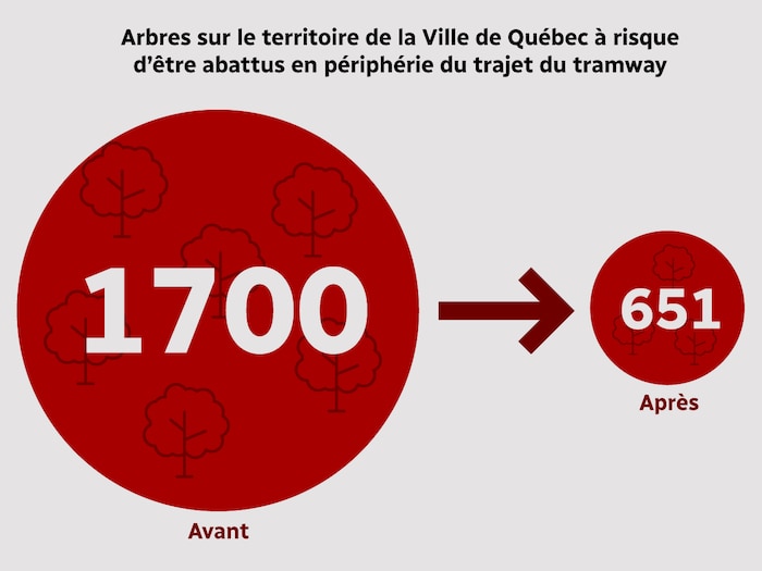 Le nombre d'arbres sur le territoire de la Ville de Québec risquant d'être abattus en périphérie du trajet du tramway passe de 1700 à 651.