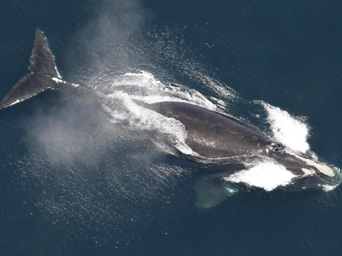 Une baleine noire de l'Atlantique nord aperçue des airs au large de la Nouvelle-Angleterre.